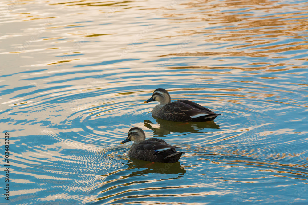 Ducks couple swimming in the river.