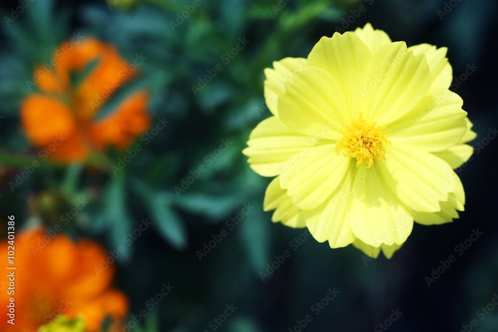 Obraz premium Yellow cosmos flower.