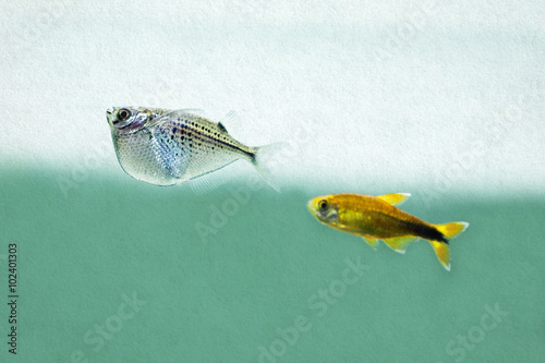 Two aquarium fish. Gasteropelecus sternicla and silver Tipped Tetra. Tetra fish. Vintage paper background (retro style). soft focus photo