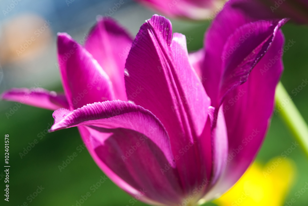 Pink tulips (soft focus, macro view)