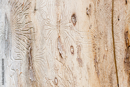 Bark beetle engraving the sapwood