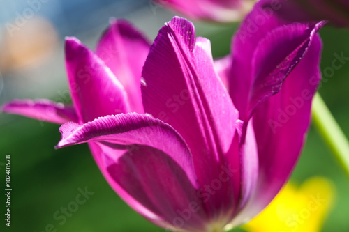 Pink tulips  soft focus  macro view 