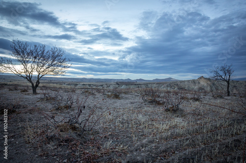 field of dry grass in the evening