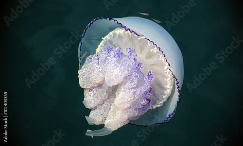 Rhizostoma pulmo jellyfish