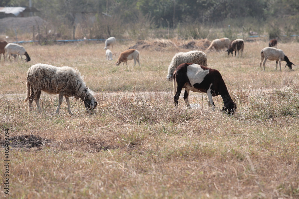Obraz premium goat eating dry grass.