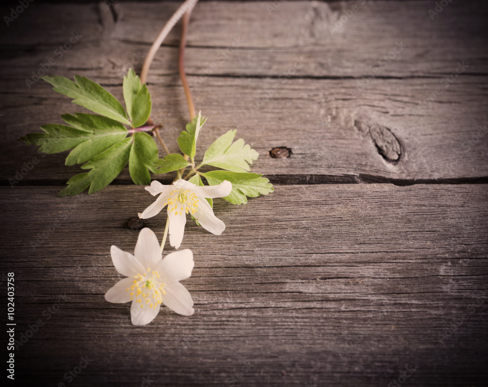 snowdrops on wooden background snowdrops on wooden background