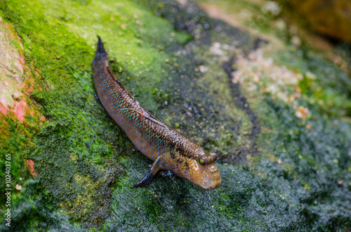 Atlantic mudskipper (Periophthalmus barbarus). Animal theme. photo