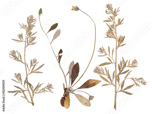 Set of wild dry pressed flowers and leaves