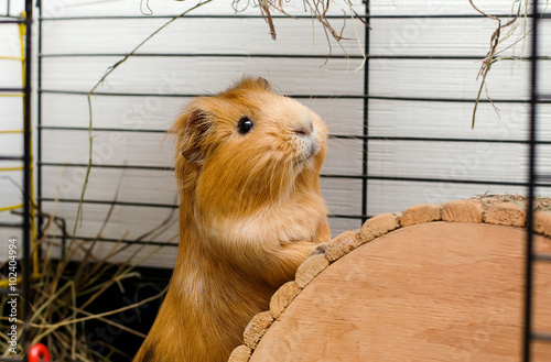 Portrait of guinea pig. Close up photo.