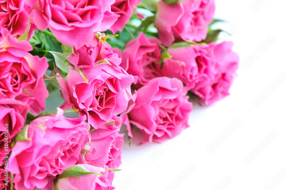 Pink roses isolated on white background Pink roses isolated on white background