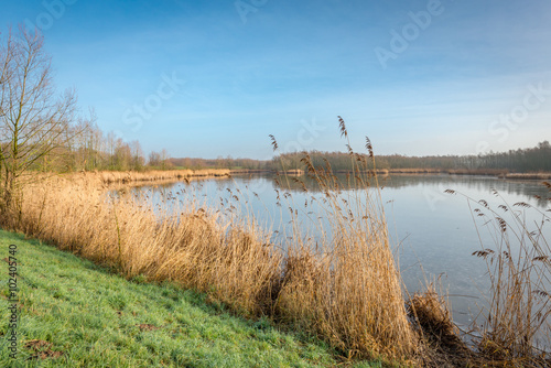 Dewy grass and yellowed reeds