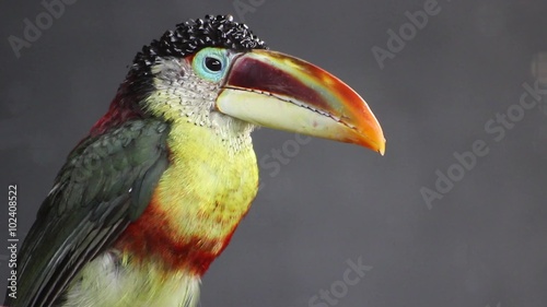 Close-up of a Curl-crested Aracari photo