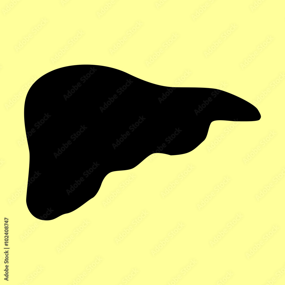 Human anatomy. Liver sign Human anatomy. Liver sign