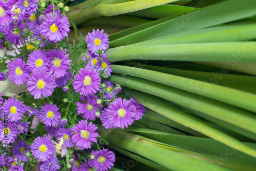 Dasiy flower and green backdrop as background texture photo