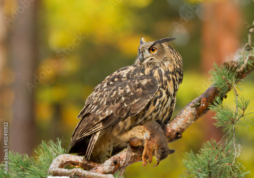 Eagle owl perching on the pine tree, with squirrel prey, clean autumn background, Czech republic