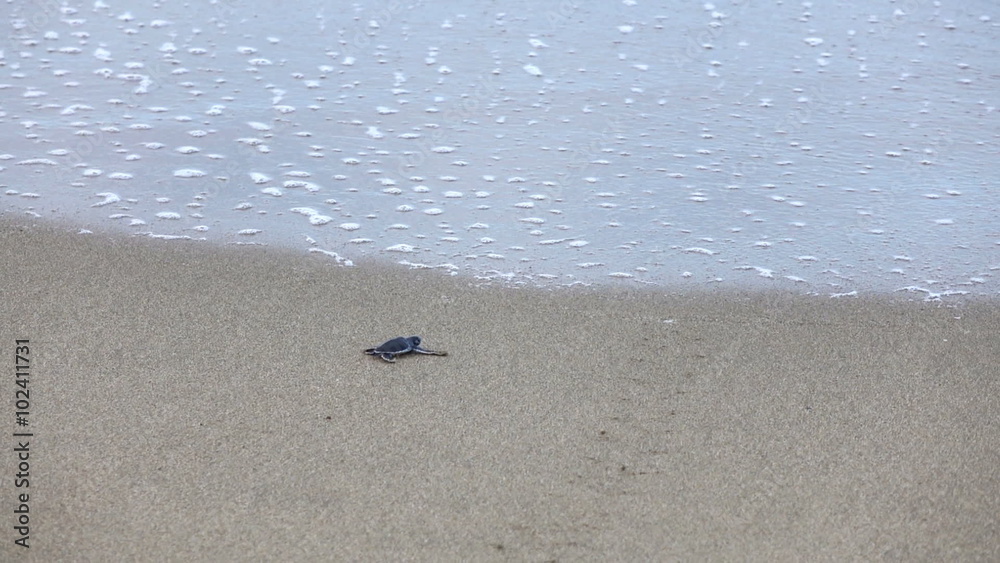 Baby sea turtle crawling on sand towards sea
Baby sea turtle crawling on sand towards sea