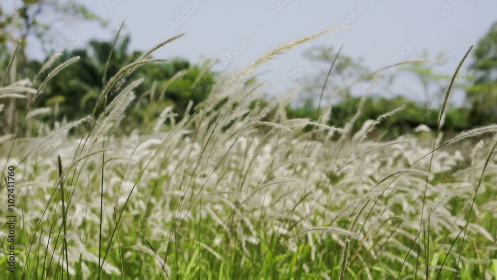 Slow motion of long grass movement in tropical countryside. Close up. Slow motion of long grass movement in tropical countryside. Close up.