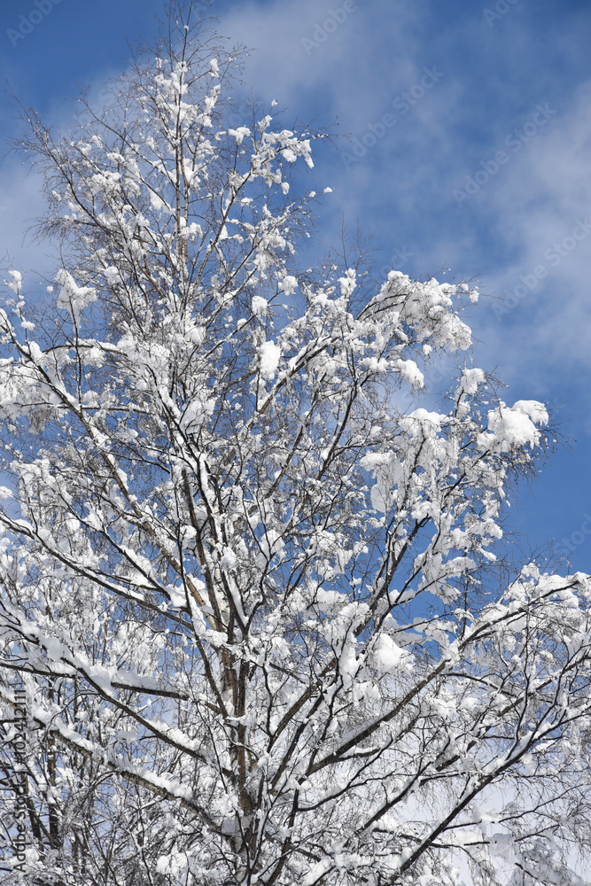 alberi con neve inverno Natale pino abete nevicata alberi con neve inverno Natale pino abete nevicata