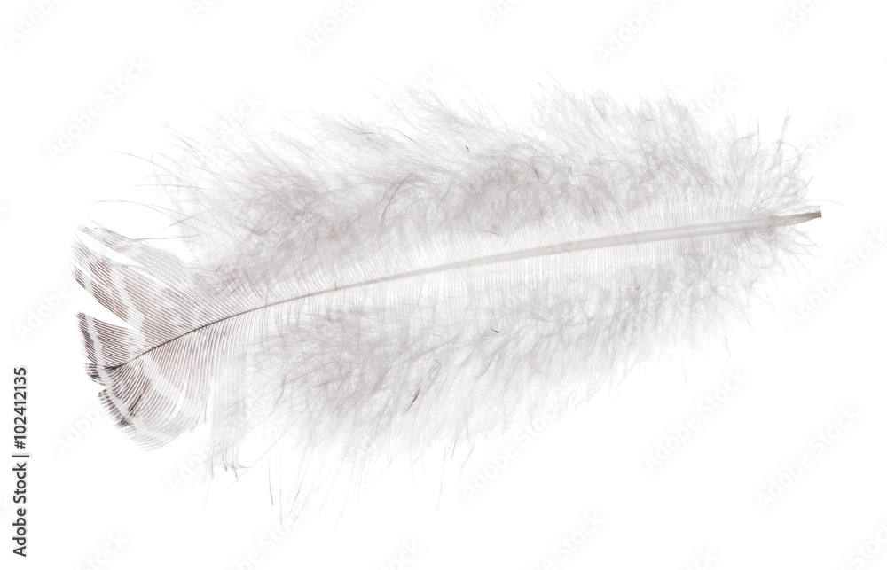 feather with down and dark brown stripe