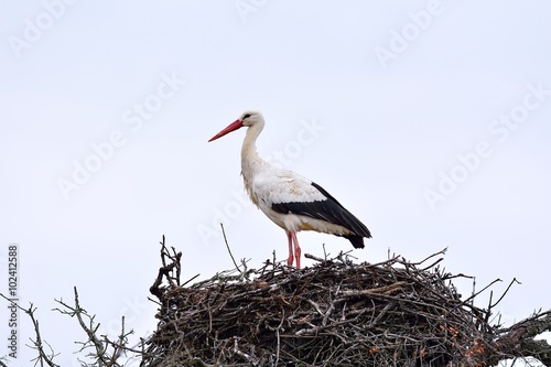 Close-up of white stork in nest