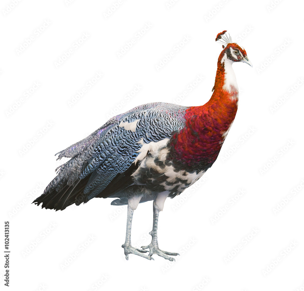 peacock red male isolated on white peacock red male isolated on white