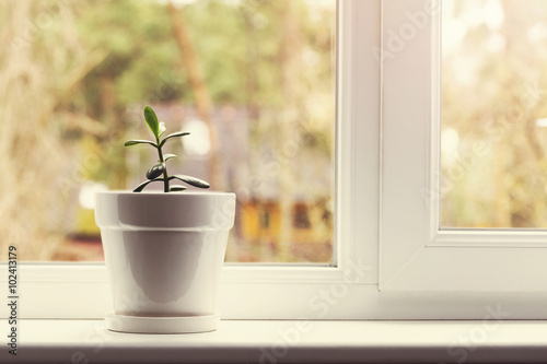 Fotografie small indoor crassula plant in pot on window sill