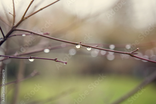 closeup of raindrops on a branch