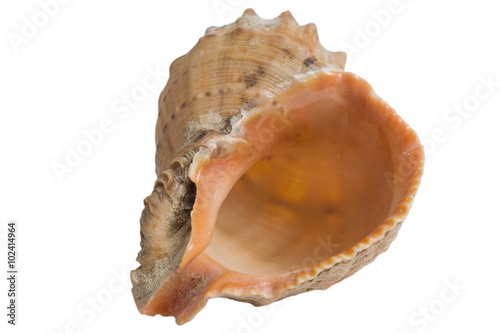 Seashell (isolated on white)