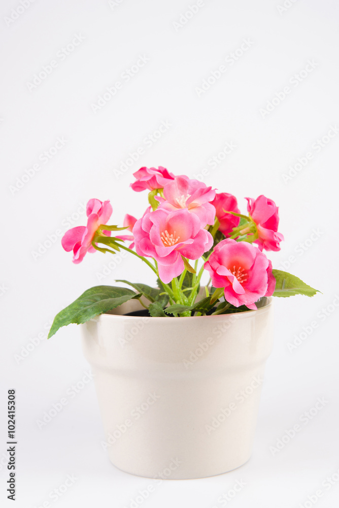 Pink Flowers in Pot Pink Flowers in Pot