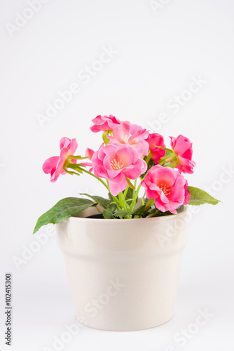 Pink Flowers in Pot
