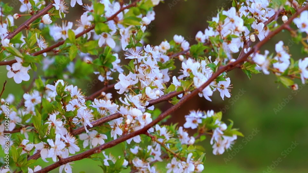 Cherry Flowers Branch Swaying in the Wind Against a Background of Green Field Cherry Flowers Branch Swaying in the Wind Against a Background of Green Field