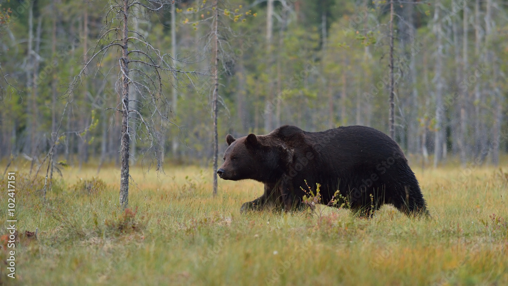 brown bear (Ursus arctos) walking in the bog brown bear (Ursus arctos) walking in the bog