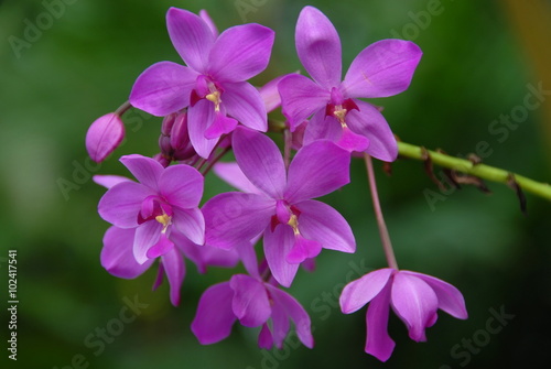 Purple orchid on green leaf background