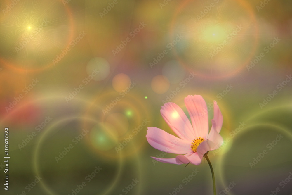 Soft blurred pink cosmos flower background
