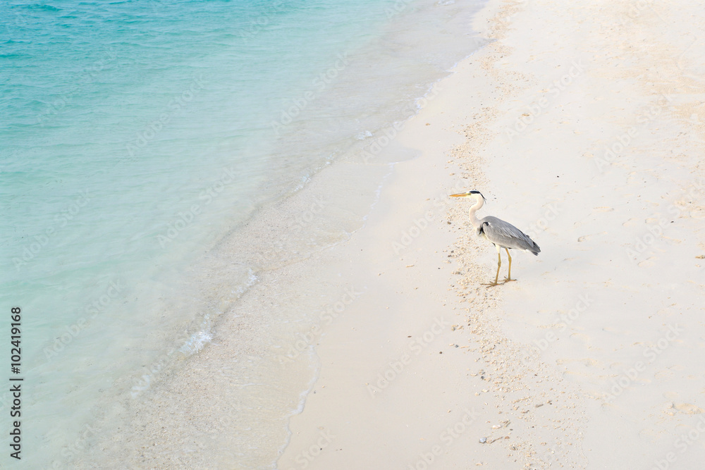 Grey Heron (Ardea cinerea) on the beach, Maldives Grey Heron (Ardea cinerea) on the beach, Maldives