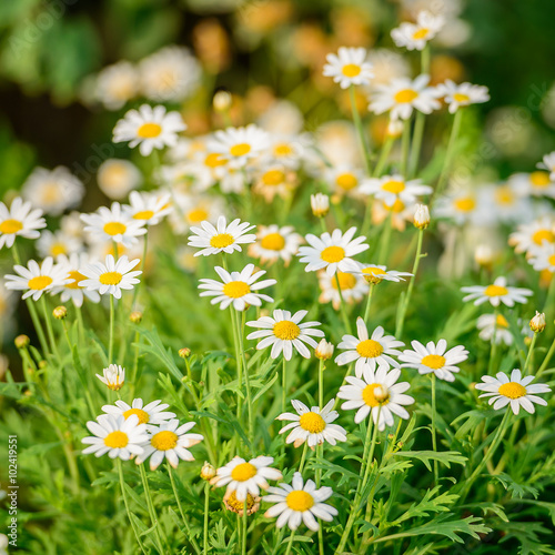 Beautiful white daisy and yellow pollen blooming in the garden