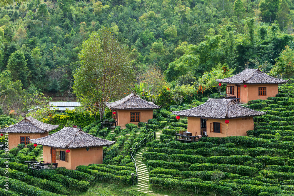 Tea Plantation and hut in Ban Rak Thai. Mae Hong Son, Thailand