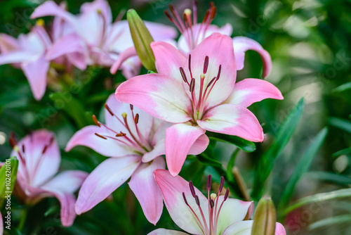 Beautiful pink lily flowers blooming in the garden