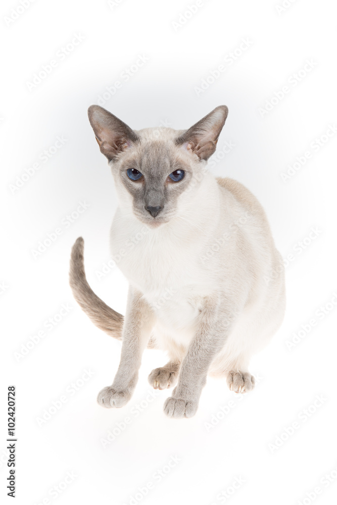 cute shorthair oriental cat, peterbald, on white