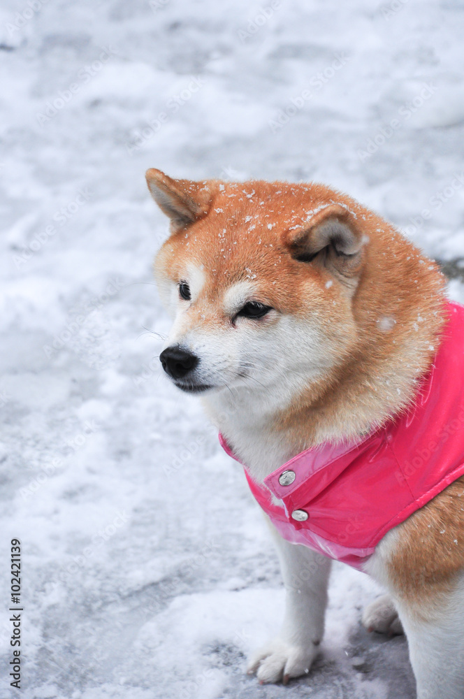 Shiba-inu : Japanese traditional dog in jacket sitting on snow Shiba-inu : Japanese traditional dog in jacket sitting on snow
