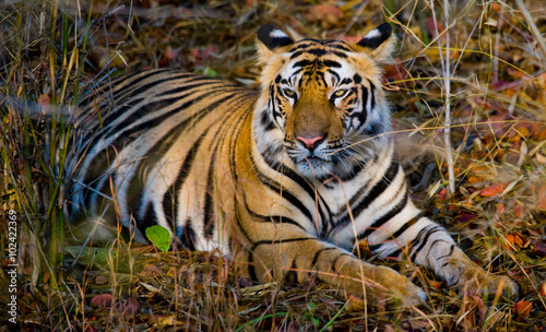 Wild tiger lying on the grass. India. Bandhavgarh National Park. Madhya Pradesh. An excellent illustration.