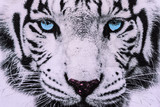 texture of print fabric striped the white tiger face