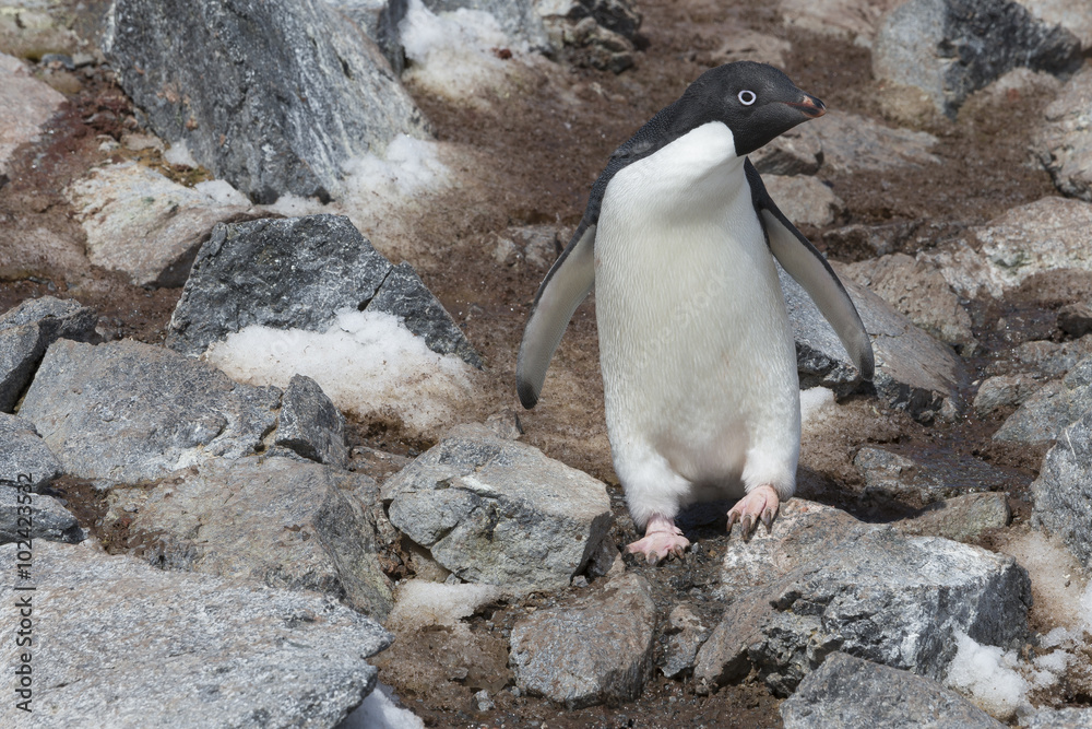 Fototapeta premium Adélie Penguin, Antarctica.