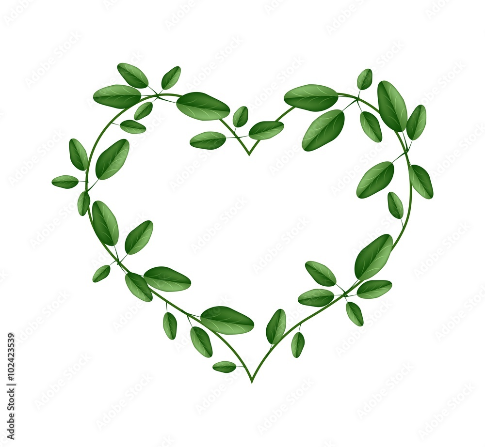 Fresh Green Leaves in A Heart Shape