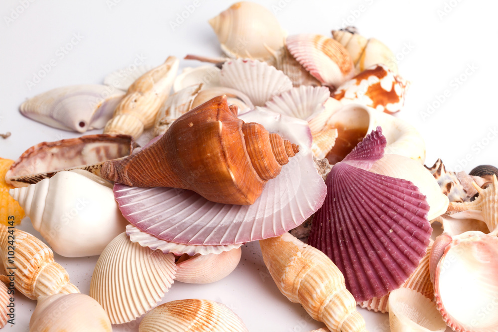 Seashell collection on the white background Seashell collection on the white background