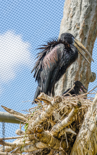 African openbill stork (Anastomus lamelligerus) photo