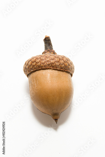 One  brown acorn  with hat on over white