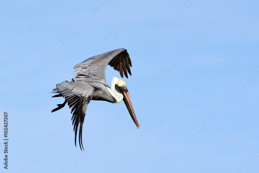 Obraz premium Pelican in flight.