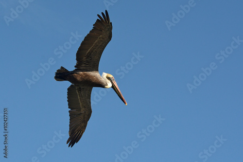 Pelican in flight.