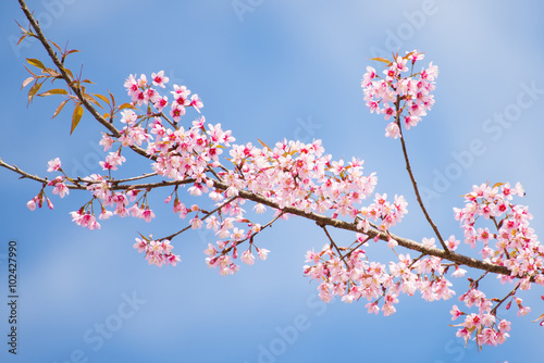 sakura, thai cherry blossom in garden © Sunanta